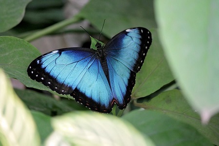 Pretty Butterfly
