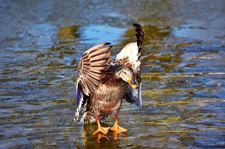 Duck
