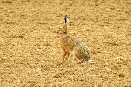 Fast Hare