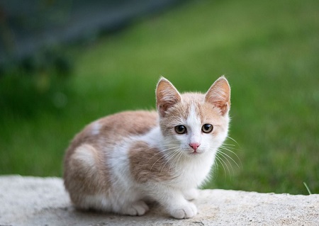 Cute Kitten