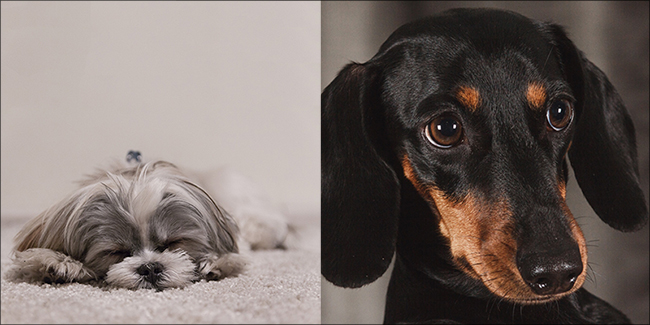 Dogs Dogs